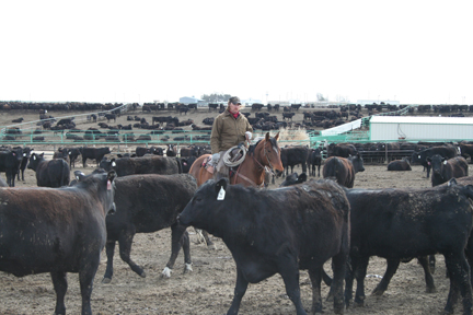 feedlot